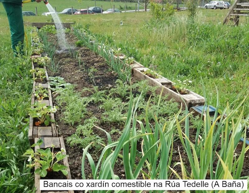 Bancais co xardin comestible da Bana