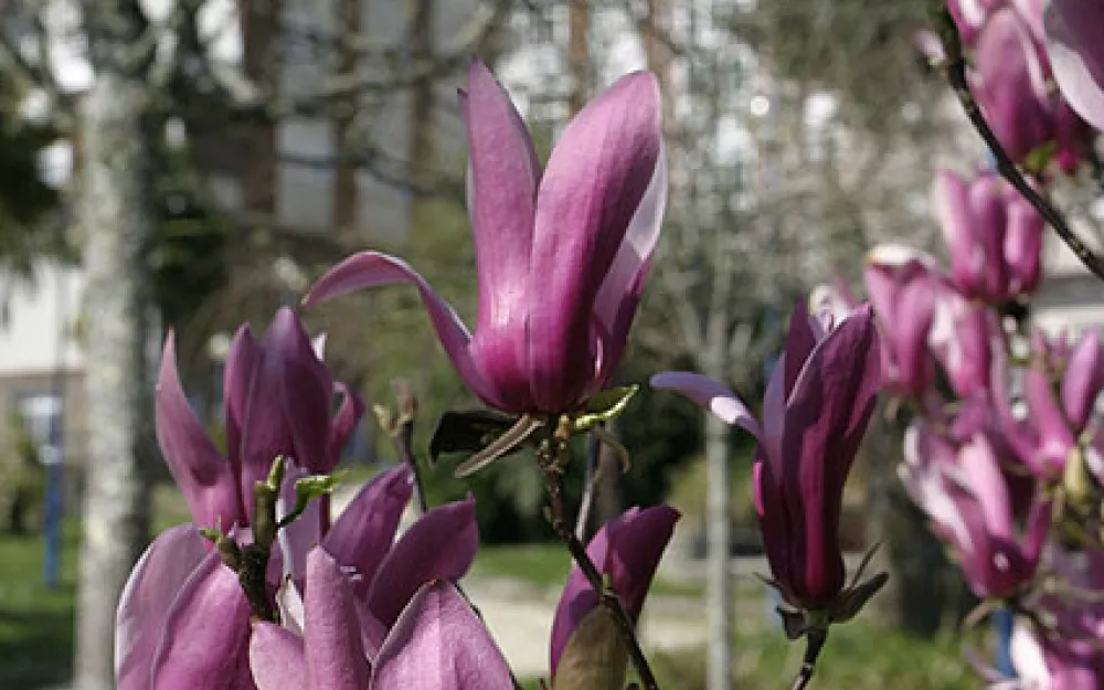 Concello Negreira
