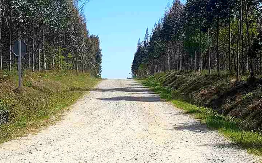plantacions010318.jpg