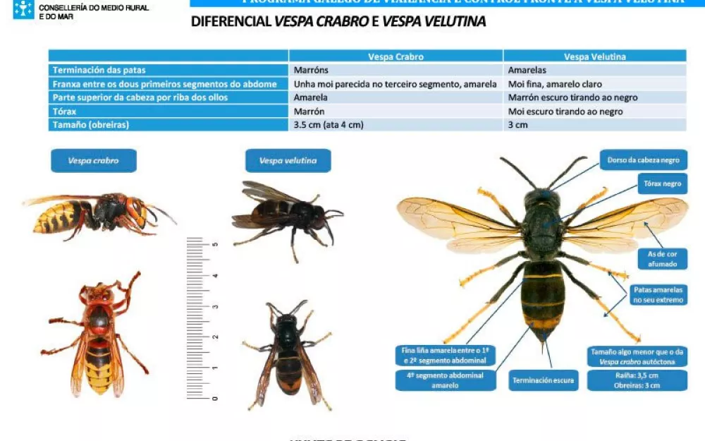 velutina_negreira.jpg