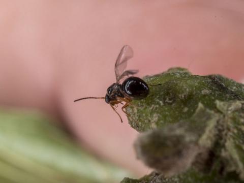 avispa_web030519.jpg