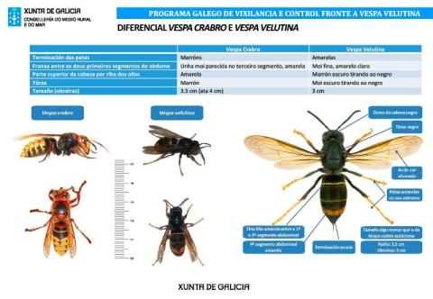 velutina_negreira.jpg